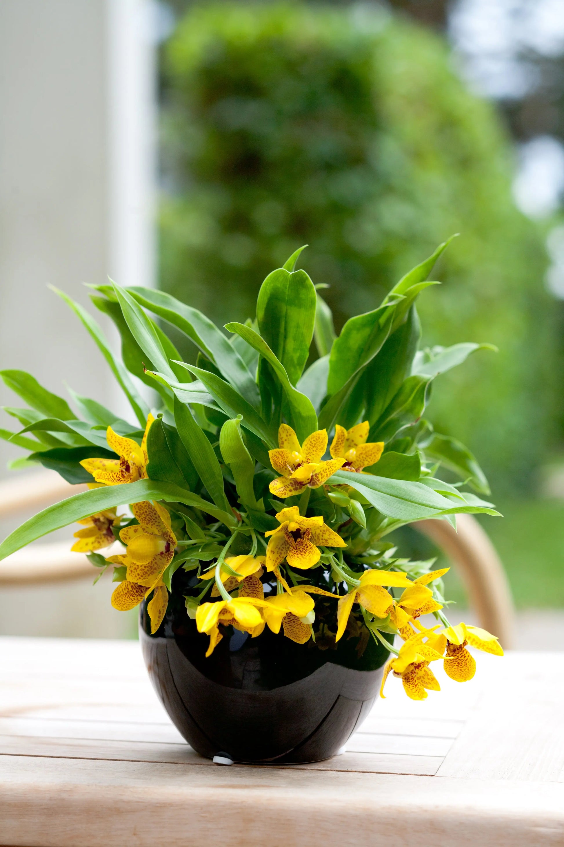 Promenaea, 9cm Topf BLATTPOST