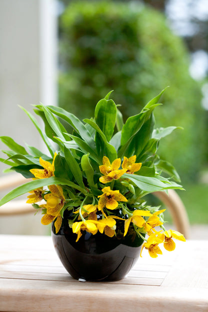 Promenaea, 9cm Topf BLATTPOST