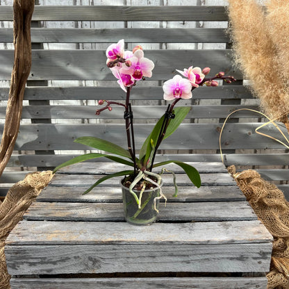 Schmetterlingsorchidee rosa-pink, 9cm BLATTPOST