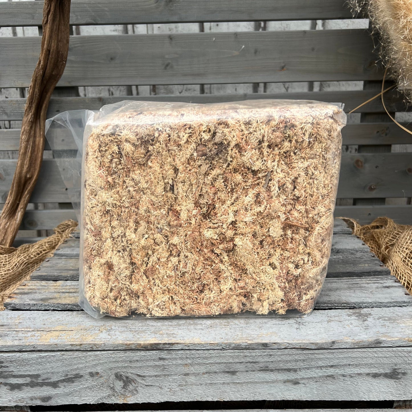Sphagnum, 500gr Beutel BLATTPOST