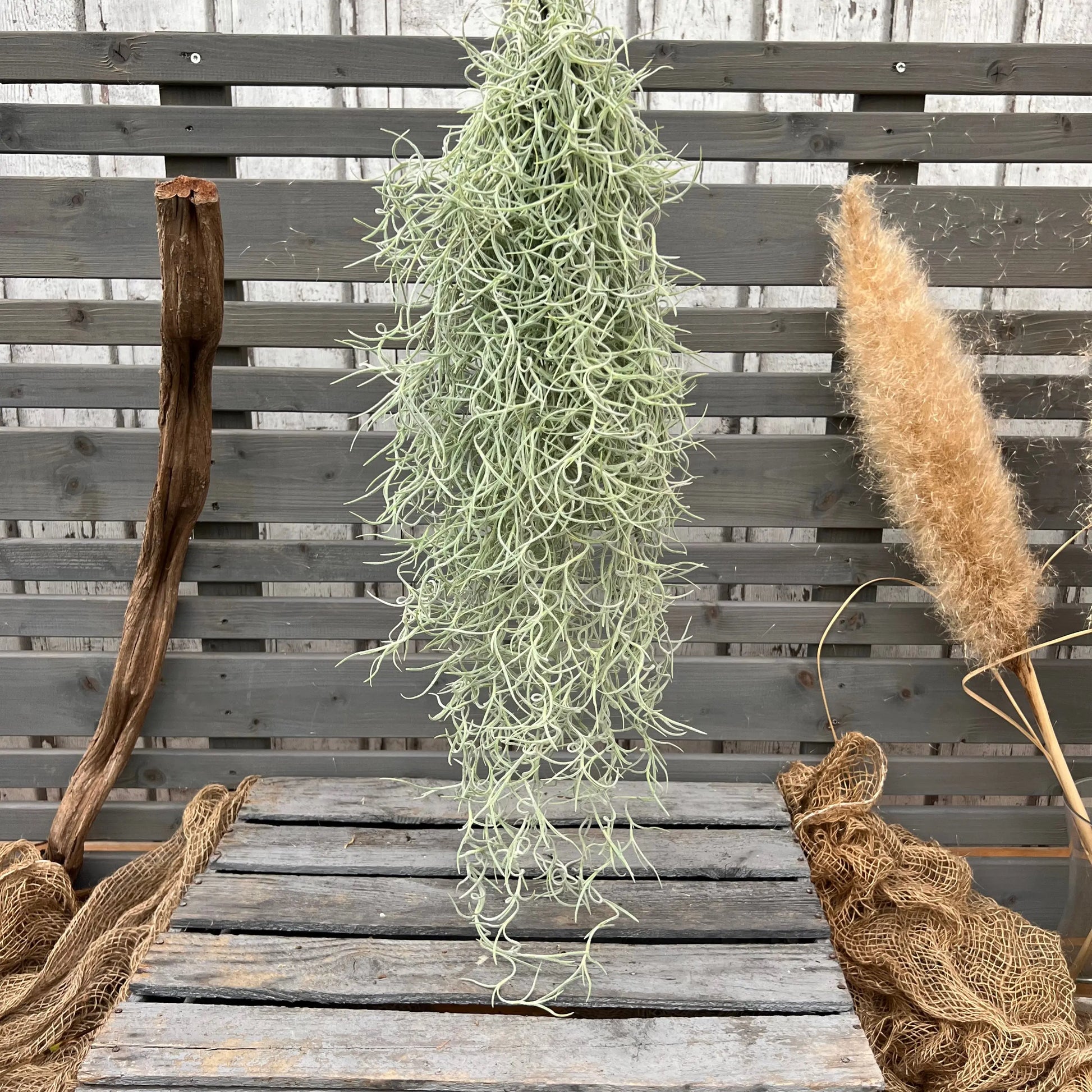 grey air plant Tillandsia usneoides grey
