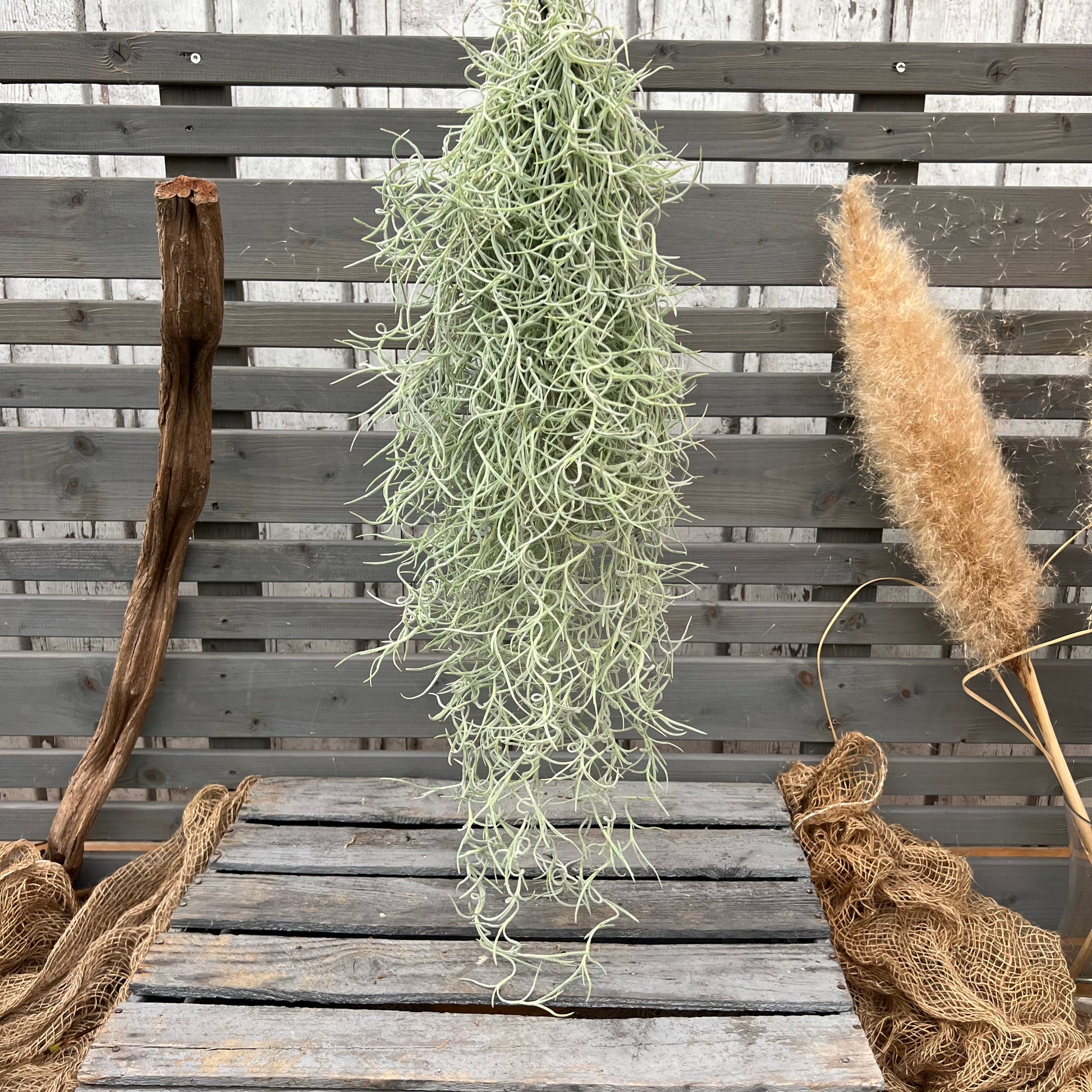 Tillandsia usneoides grey BLATTPOST