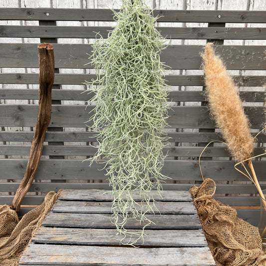 Tillandsia usneoides grey BLATTPOST
