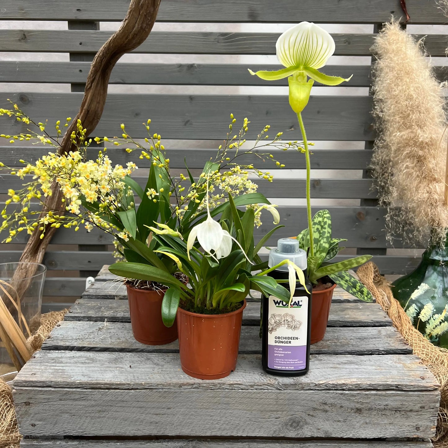 Weihnachtsbox – Das perfekte Geschenk für Orchideenfans