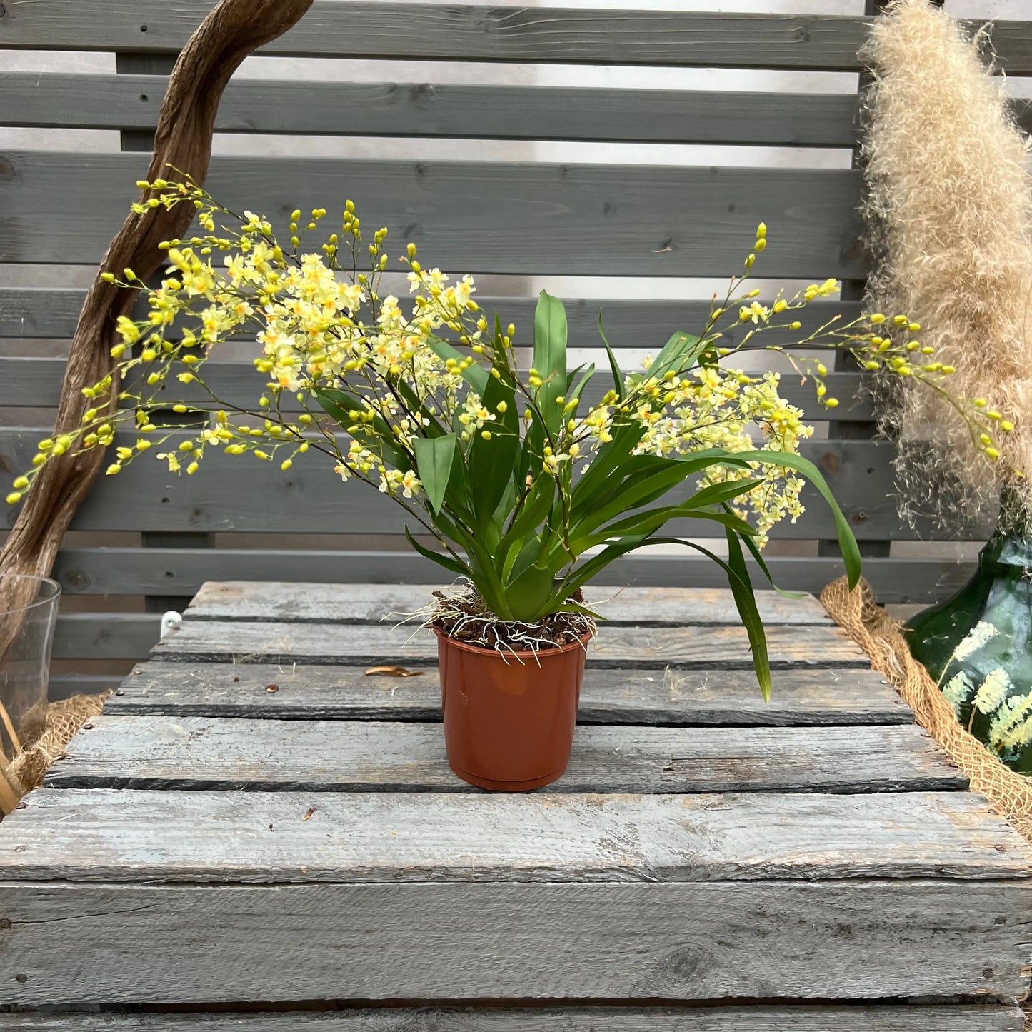 Weihnachtsbox – Das perfekte Geschenk für Orchideenfans