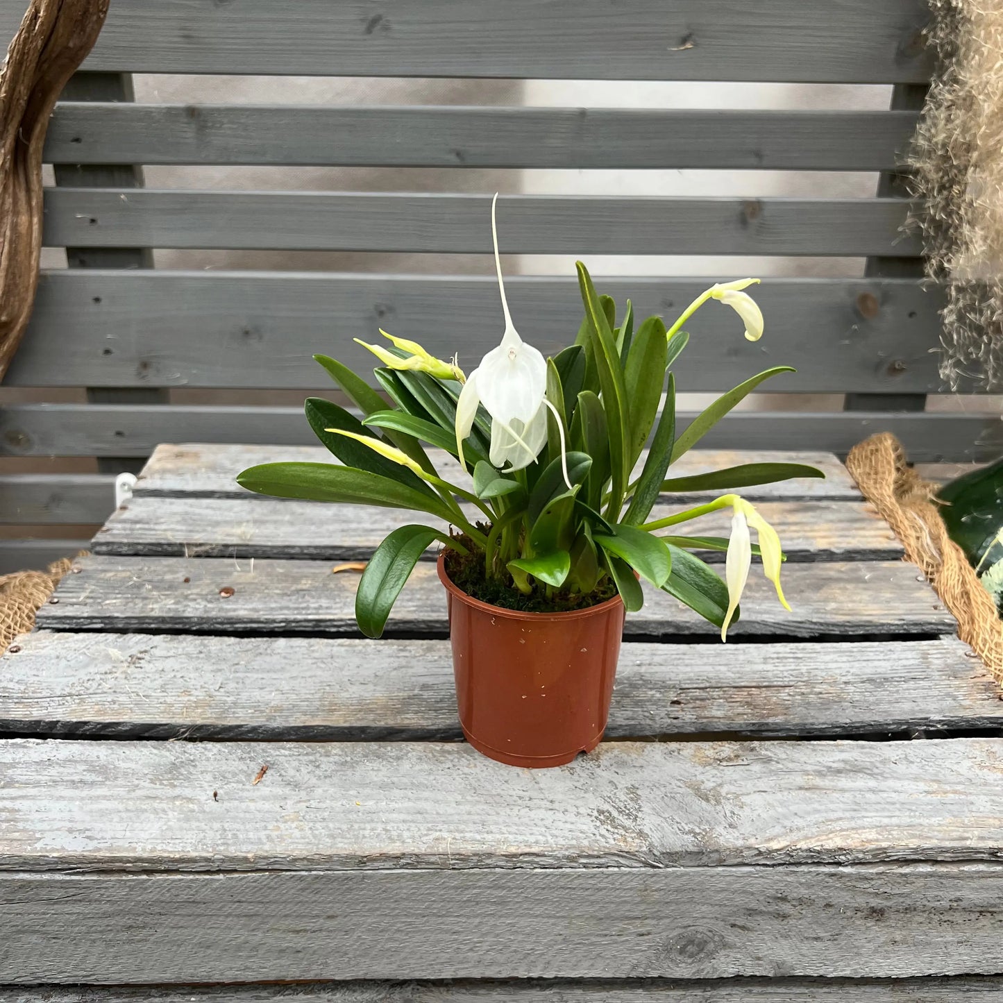 Weihnachtsbox – Das perfekte Geschenk für Orchideenfans