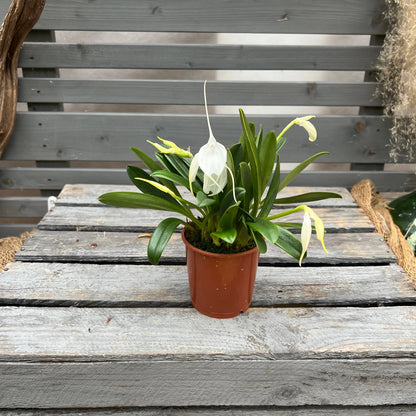 Weihnachtsbox – Das perfekte Geschenk für Orchideenfans