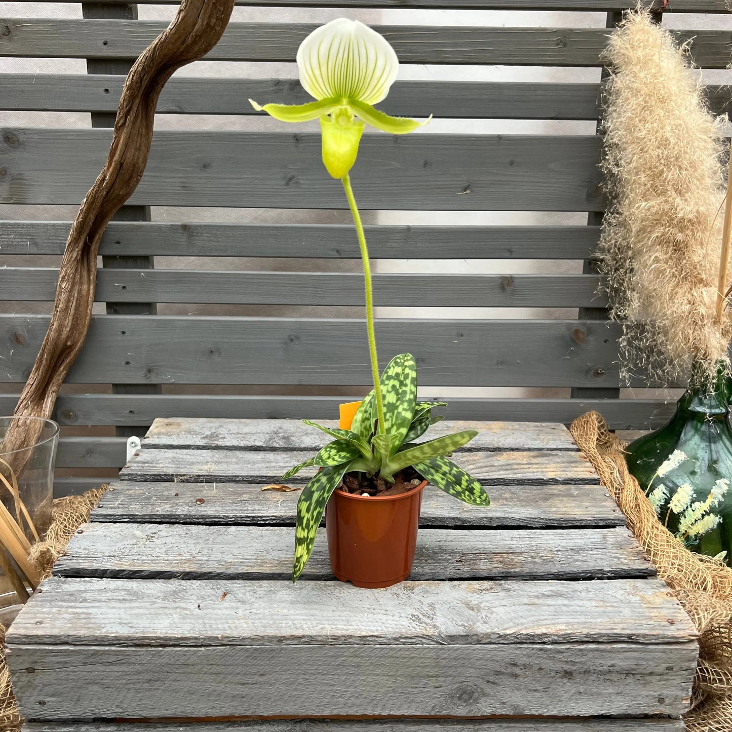 Weihnachtsbox – Das perfekte Geschenk für Orchideenfans