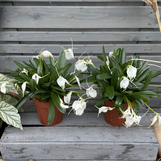 Winterorchidee Masdevallia tovarensis, 2er Set BLATTPOST