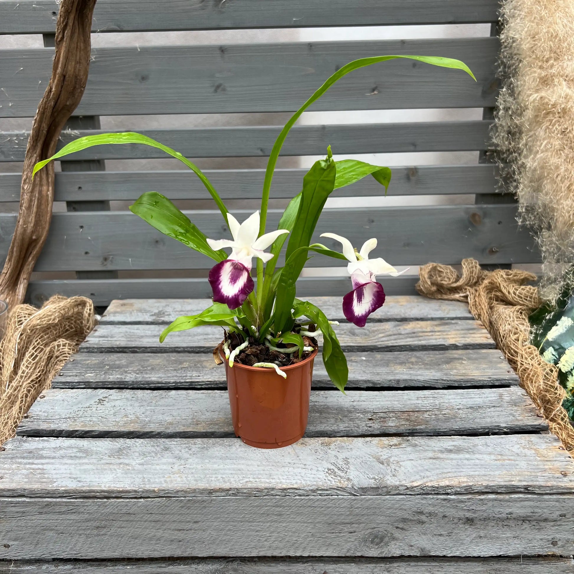 Cochleanthes Fächerorchidee – pflegeleichte Orchidee mit mehrfacher Blüte im JahrBlättern