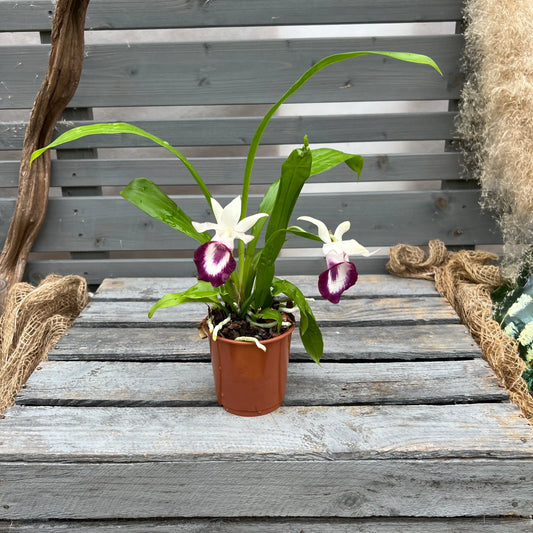 Cochleanthes Fächerorchidee – pflegeleichte Orchidee mit mehrfacher Blüte im JahrBlättern
