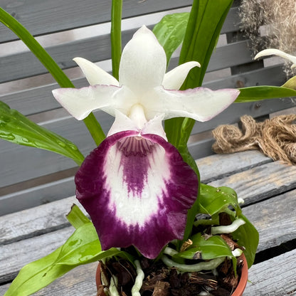 Detailaufnahme der Blüte einer Cochleanthes Fächerorchidee