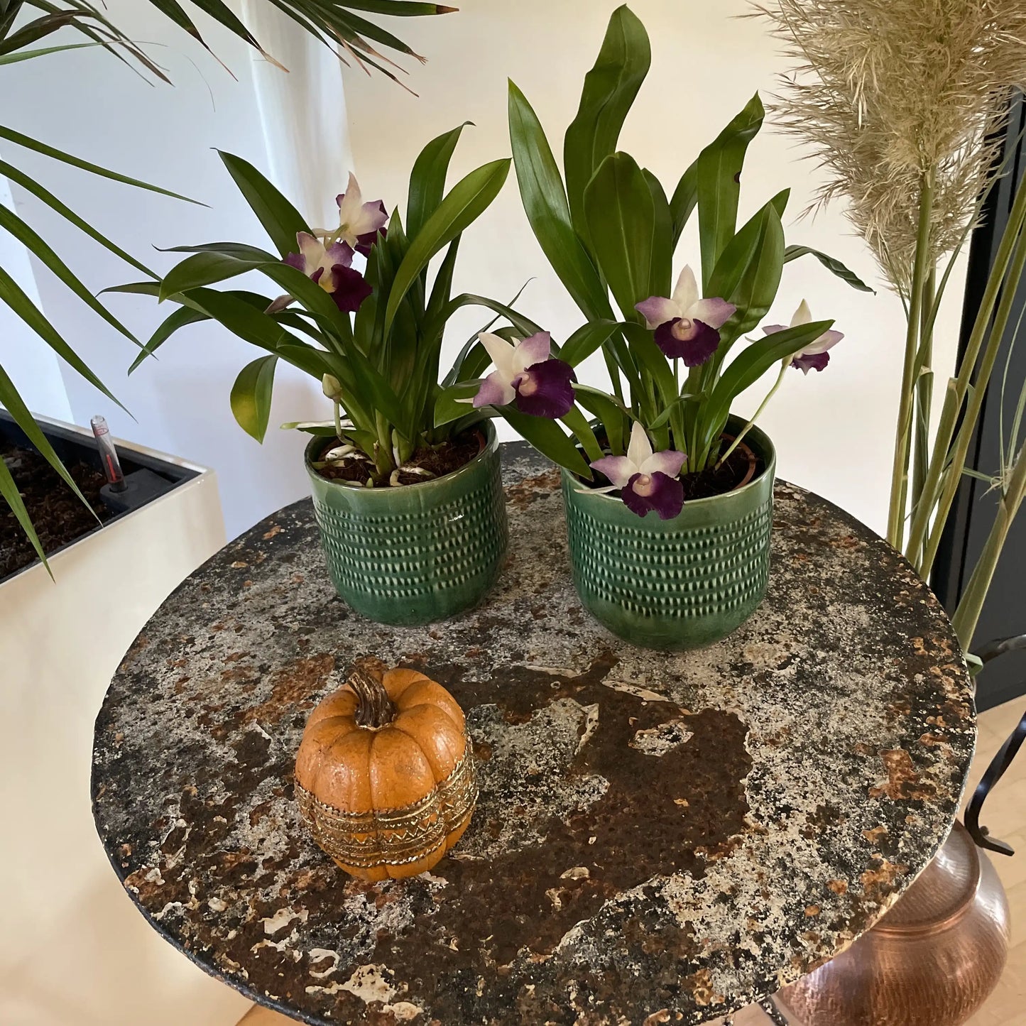Exklusive Cochleanthes Orchidee aus Mittel- und Südamerika