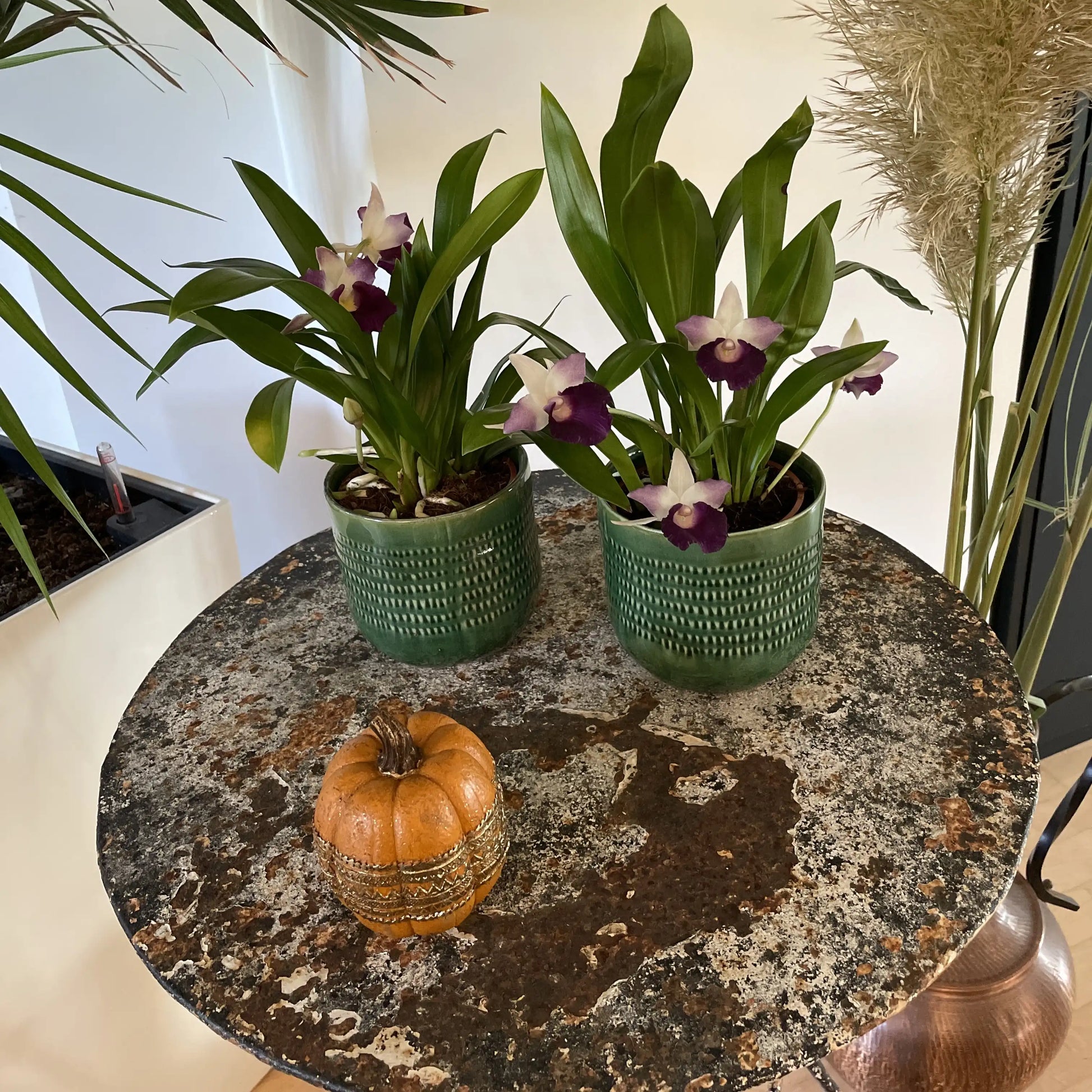 Exklusive Cochleanthes Orchidee aus Mittel- und Südamerika