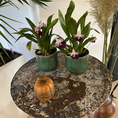 Exklusive Cochleanthes Orchidee aus Mittel- und Südamerika