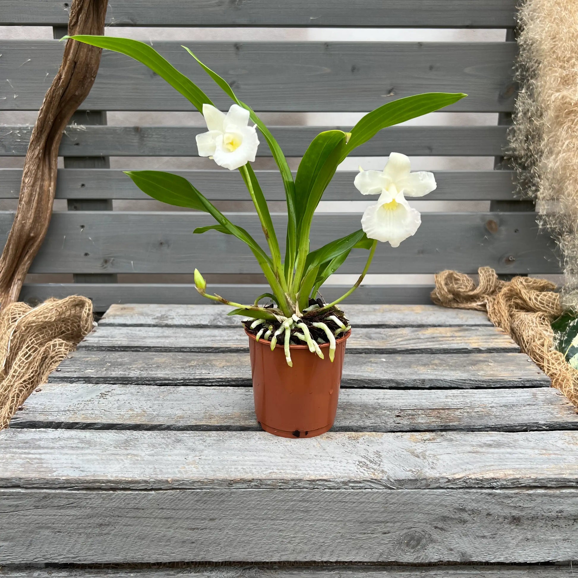 Blühende Cochleanthes Orchidee aus eigener Kreuzung