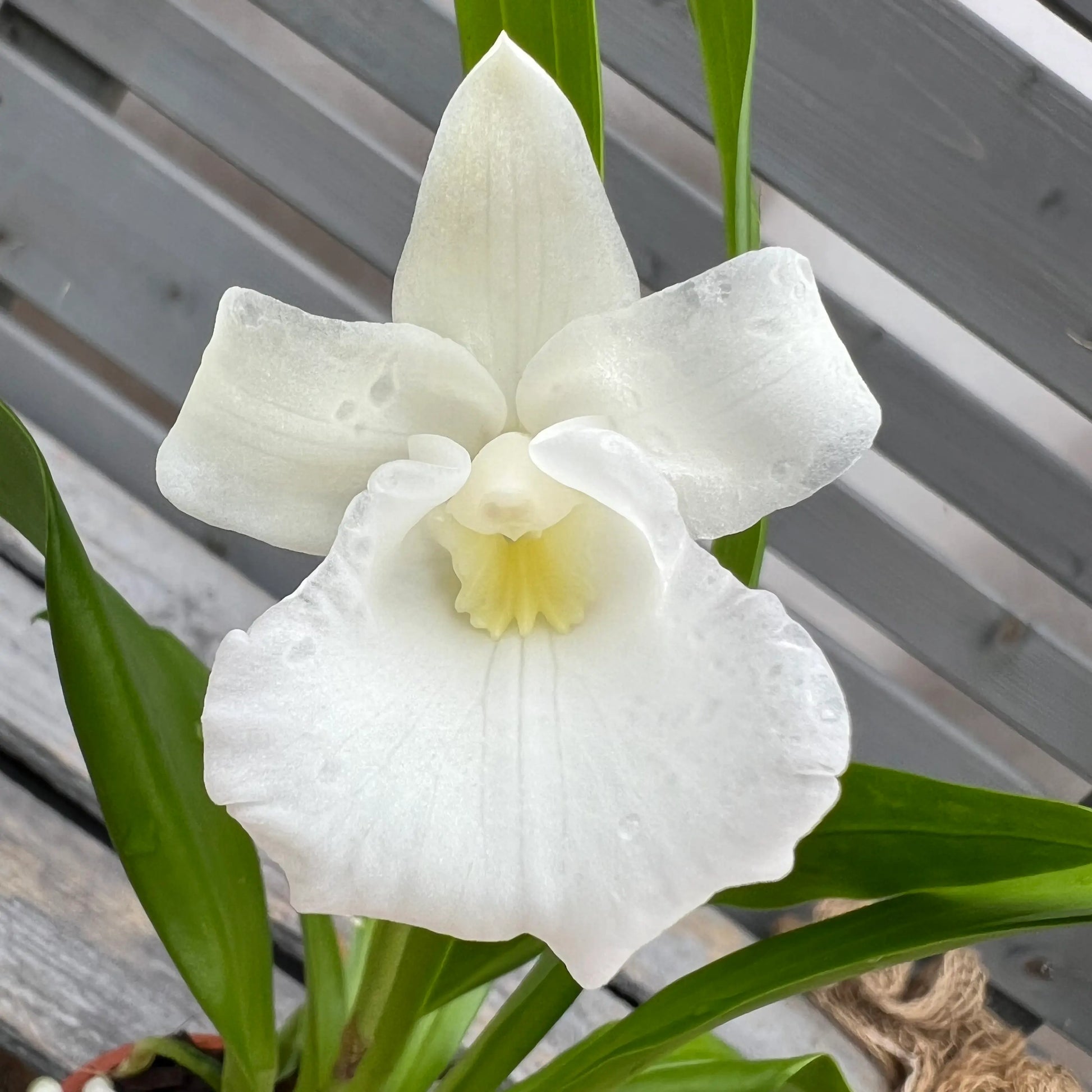 Gesunde Cochleanthes Orchidee mit fächerförmigem Wuchs