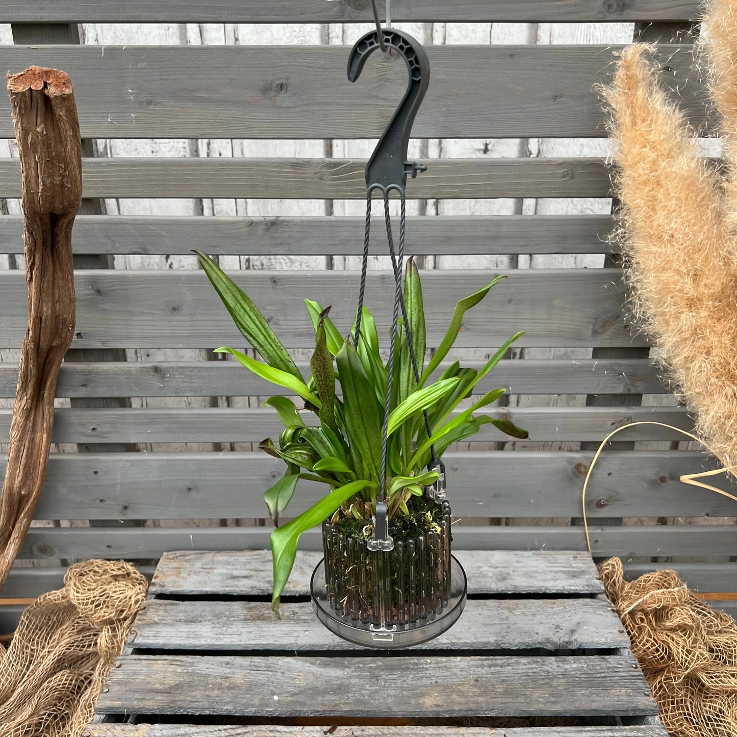 Dracula olmosii – Affengesicht-Orchidee im Ampeltopf mit auffälliger Blüte von Blattpost