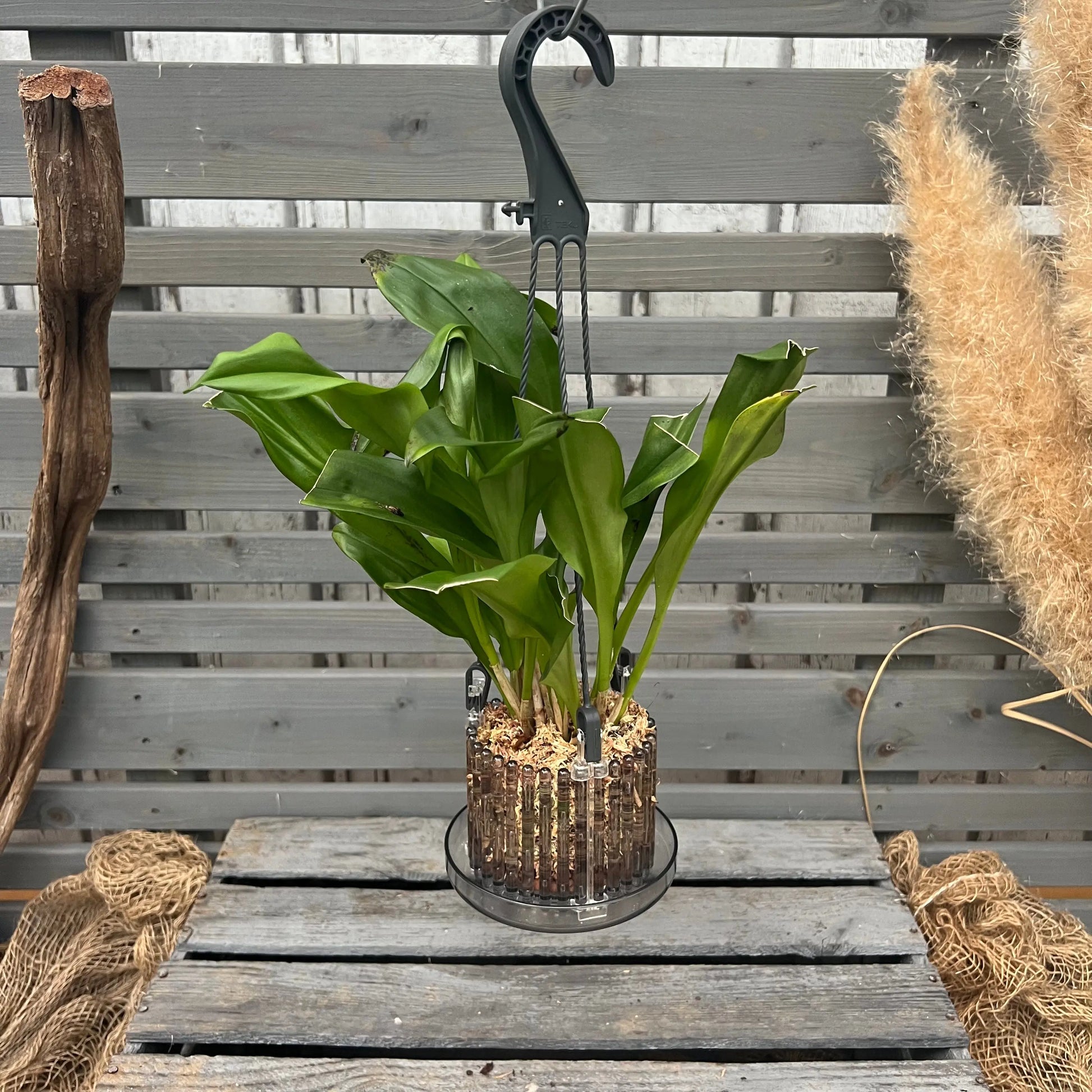 Dracula ubangina – Affengesicht-Orchidee im Ampeltopf mit auffälliger Blüte von Blattpost