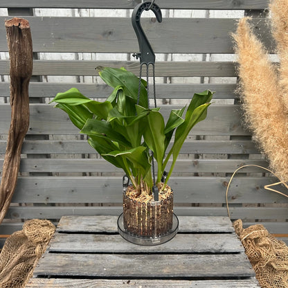 Dracula ubangina – Affengesicht-Orchidee im Ampeltopf mit auffälliger Blüte von Blattpost