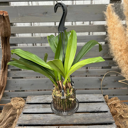 Dracula wallisii – Affengesicht-Orchidee im Ampeltopf mit auffälliger Blüte von Blattpost