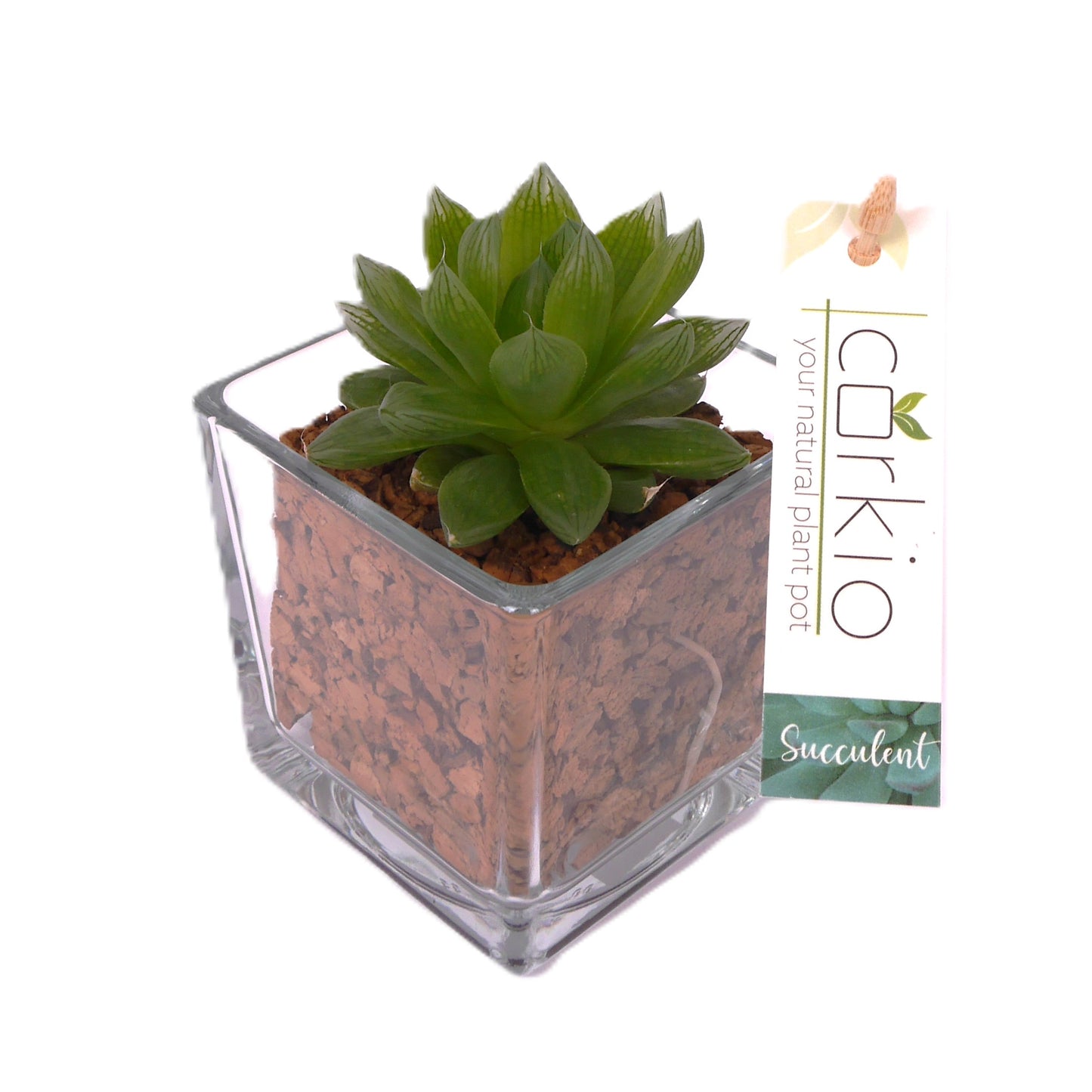 CORKIO - Your plastic-free plant in a cork pot 