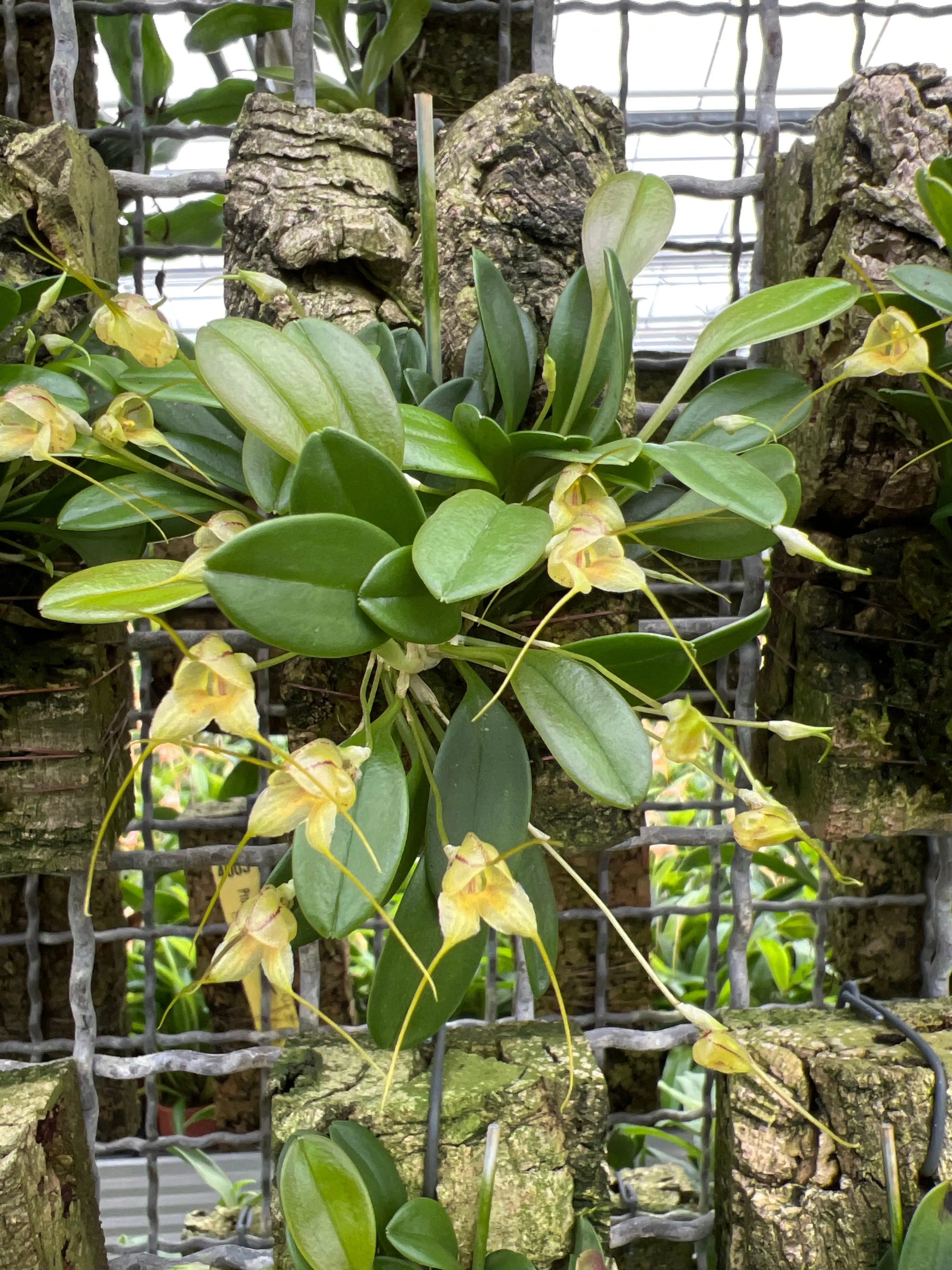 Cocoon Orchid ohne Glas – Orchidee in natürlicher Form ohne Erde von BLATTPOST