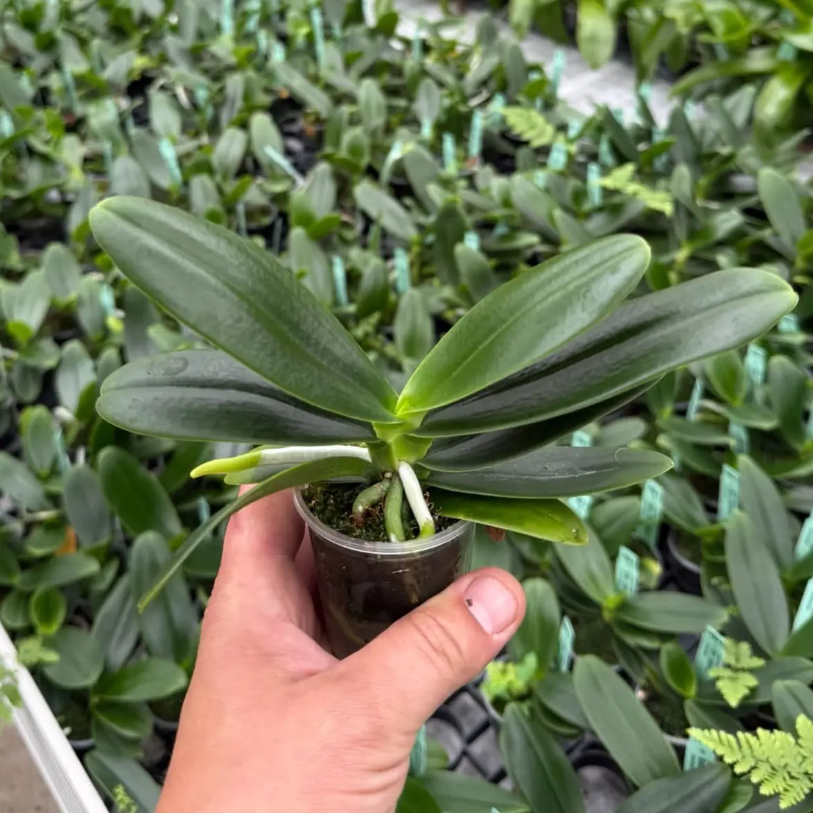 Phalaenopsis japonica (ehem. Sedirea japonica) – Duftorchidee mit Zitronenduft