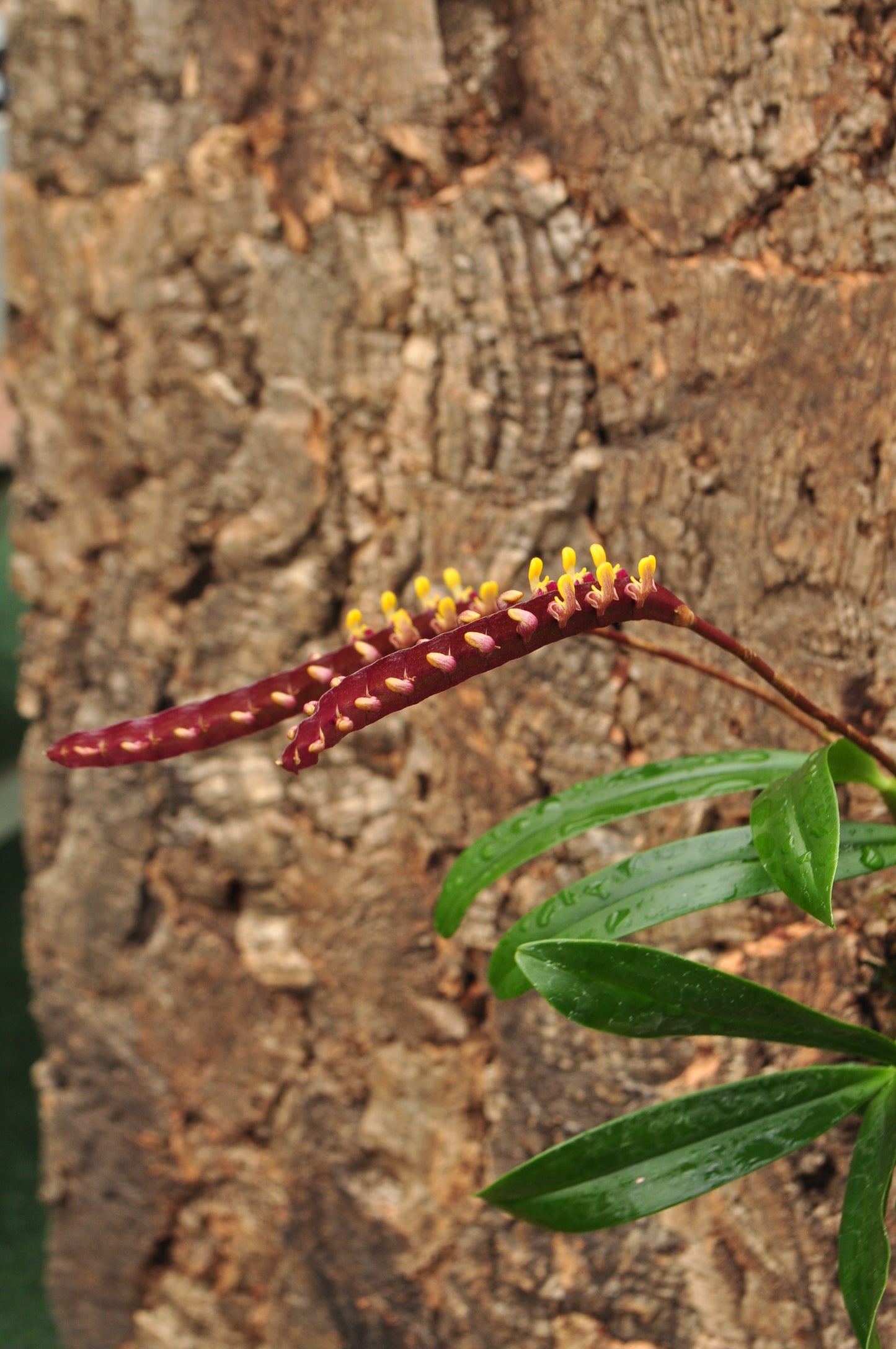 Cocoon Orchid - Bulbophyllum falcatum