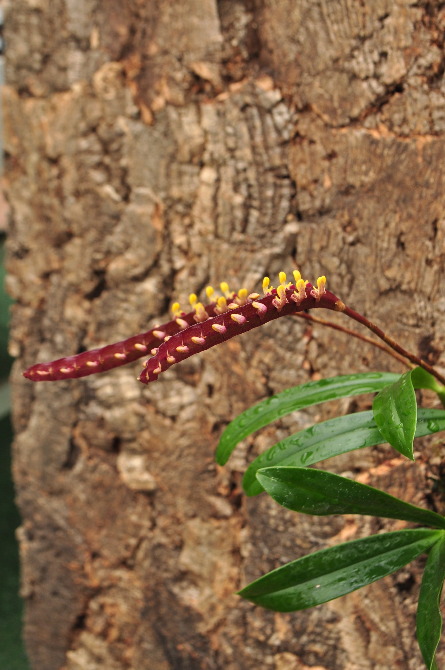 Cocoon Orchid - Bulbophyllum falcatum