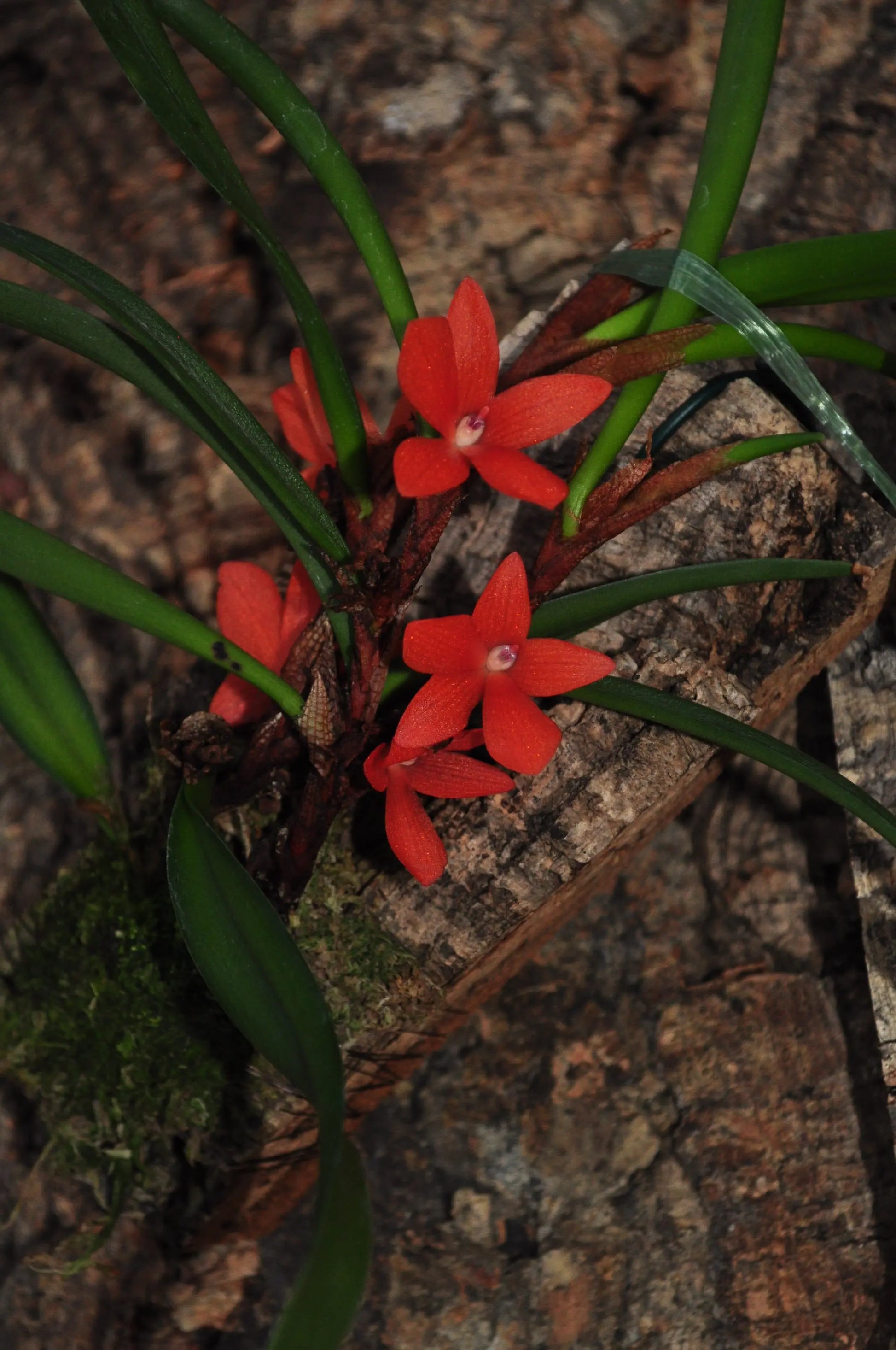 Cocoon Orchid - Ceratostylis retisquama BLATTPOST