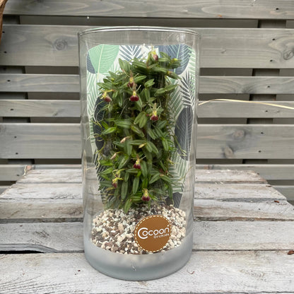 Cocoon Orchid - Epidendrum peperomia BLATTPOST
