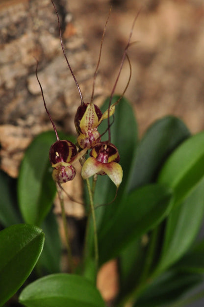 Cocoon Orchid - Masdevallia nidifica rot BLATTPOST
