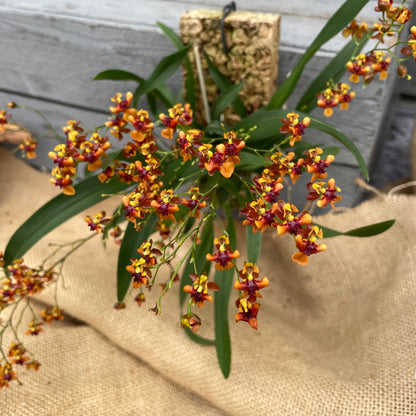 Cocoon Orchid - Oncidium Twinkle Anna BLATTPOST
