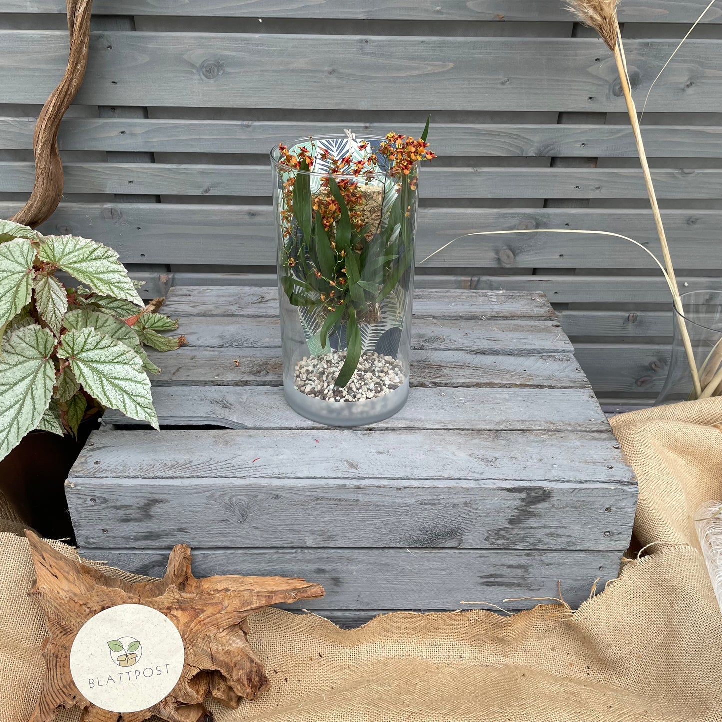 Cocoon Orchid - Oncidium Twinkle Anna BLATTPOST