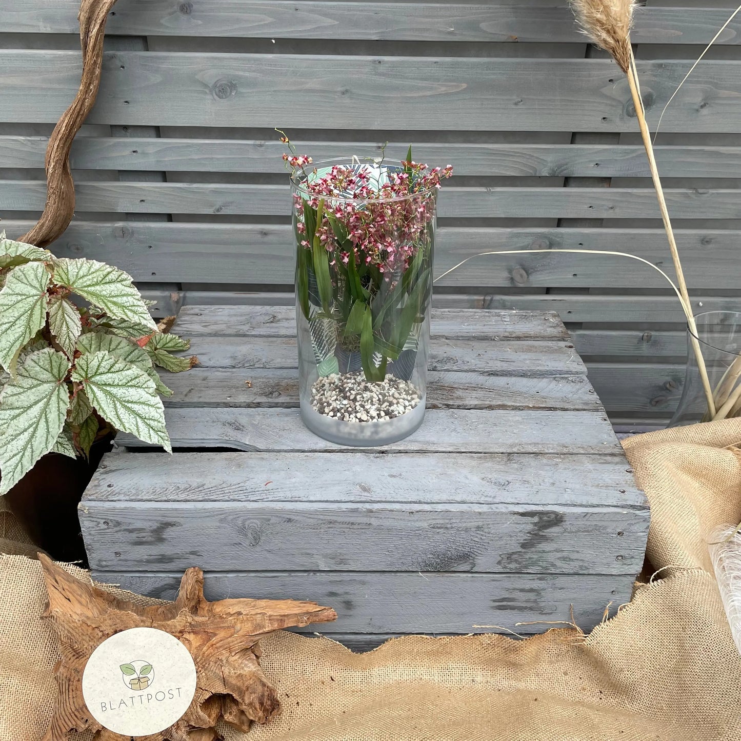 Cocoon Orchid - Oncidium Twinkle Rubina BLATTPOST