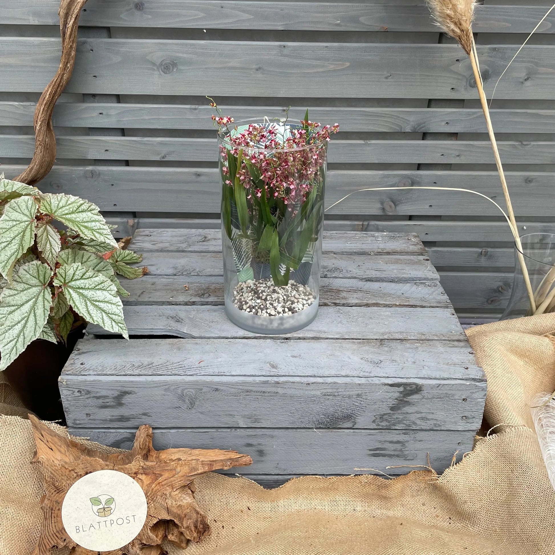 Cocoon Orchid - Oncidium Twinkle Rubina BLATTPOST