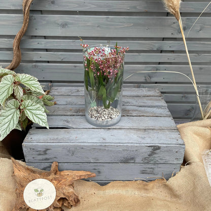Cocoon Orchid - Oncidium Twinkle Rubina BLATTPOST