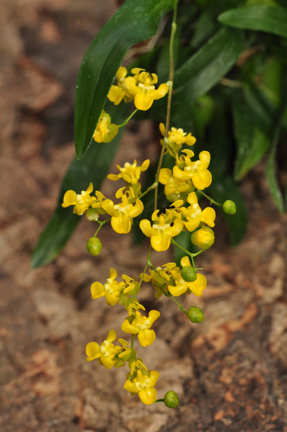 Cocoon Orchid - Oncidium cheirophorum BLATTPOST