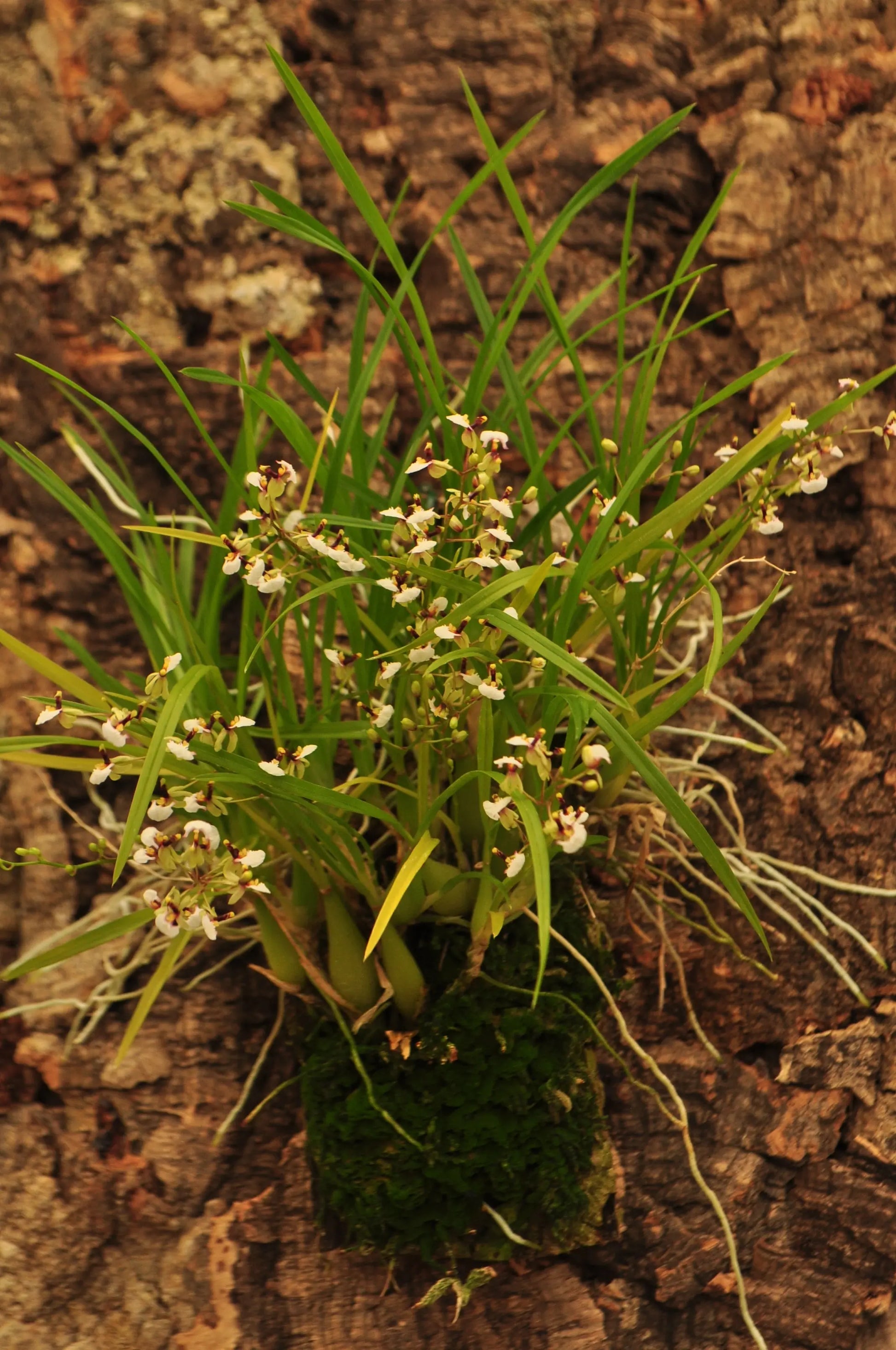Cocoon Orchid - Ornithophora radicans BLATTPOST