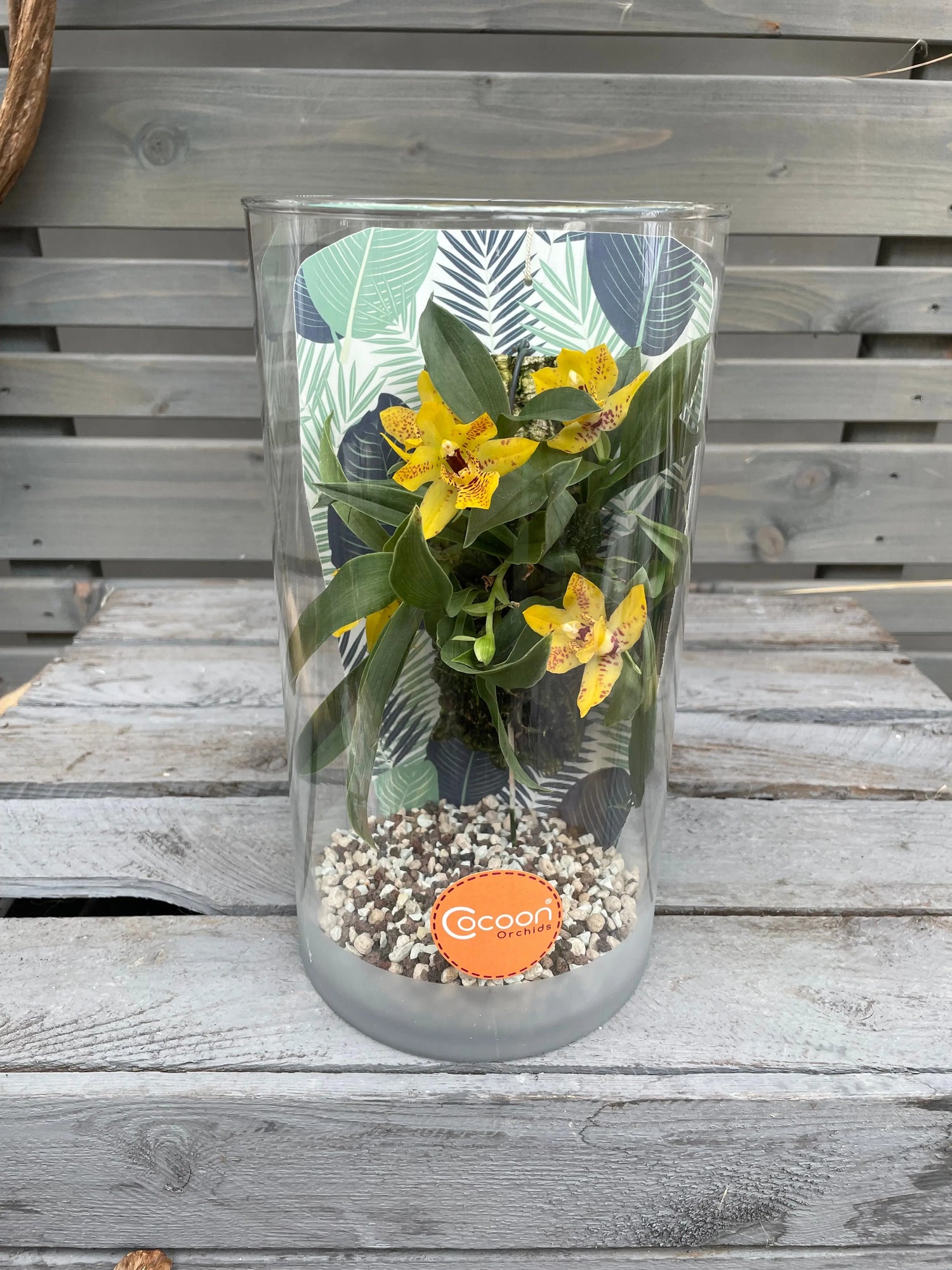 Cocoon Orchid - Promenaea ´sunlight orchid´ BLATTPOST