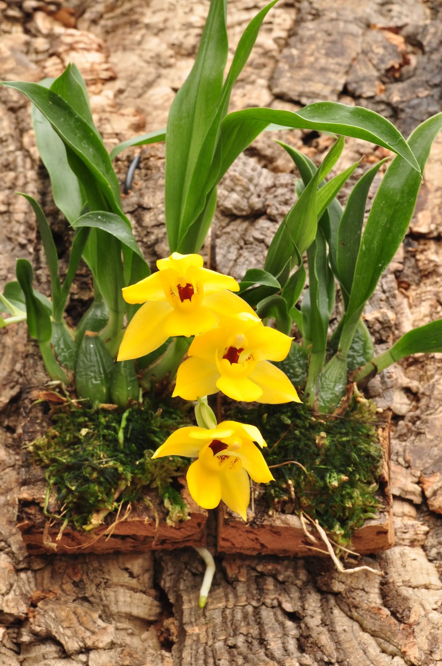 Cocoon Orchid - Promenaea ´sunlight orchid´ BLATTPOST