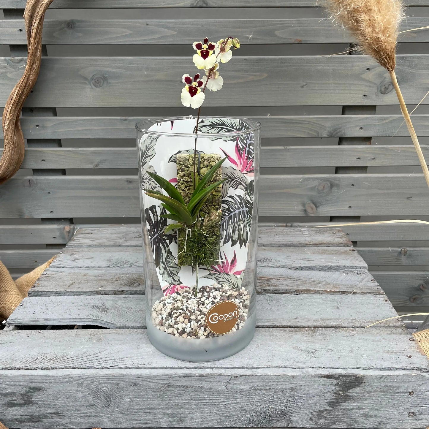 Cocoon Orchid - Tolumnia variegata BLATTPOST