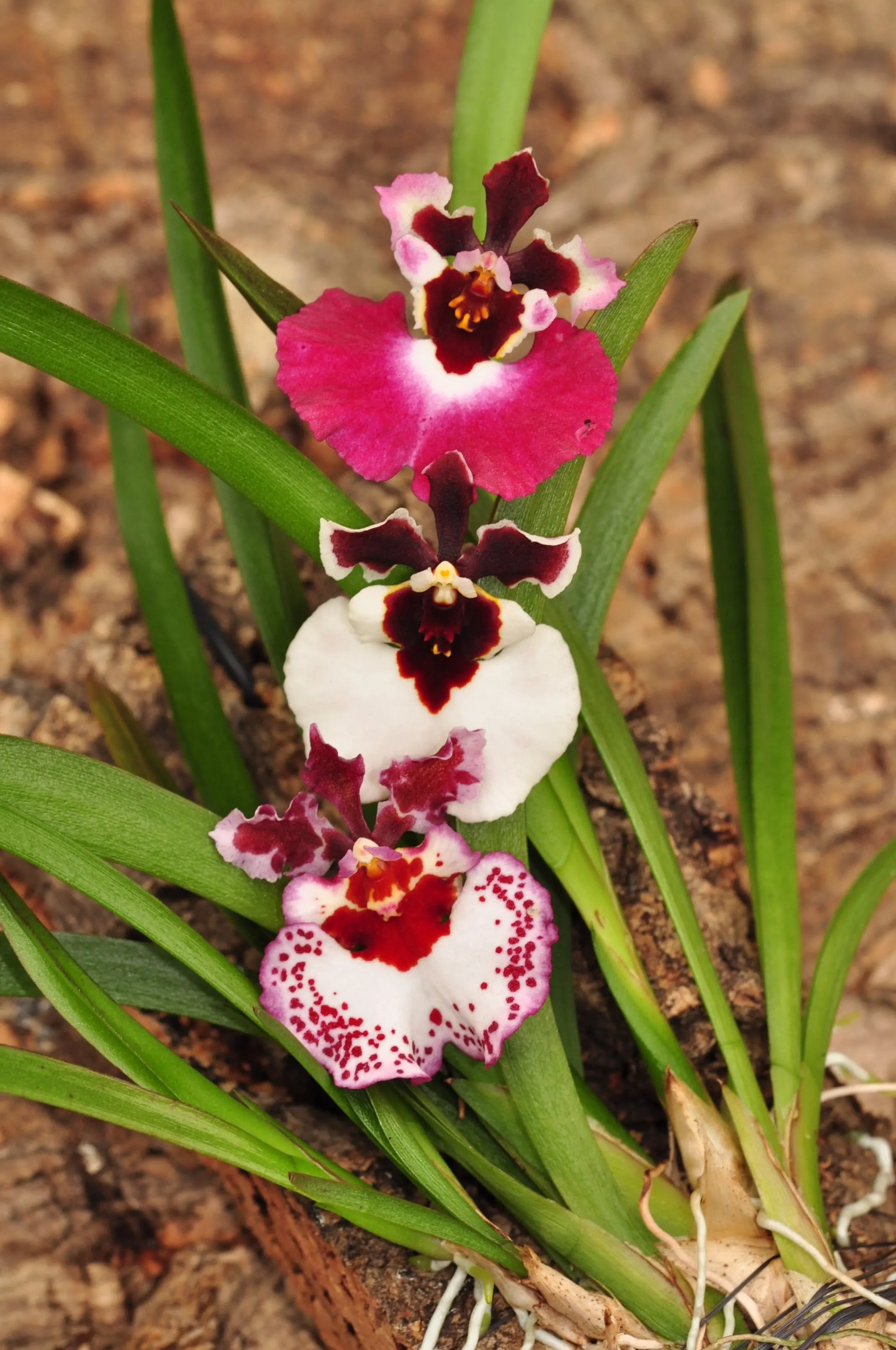 Cocoon Orchid - Tolumnia variegata BLATTPOST