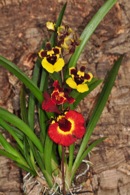Cocoon Orchid - Tolumnia variegata BLATTPOST