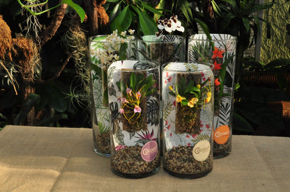 Cocoon Orchid der Saison!! BLATTPOST