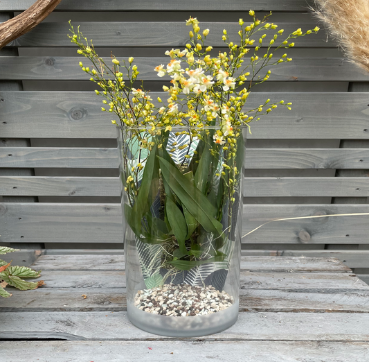 Cocoon Orchid - Oncidium Twinkle Jasmin