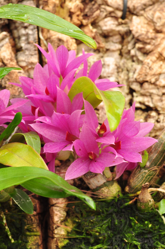 Cocoon Orchid - Dendrobium hibiki