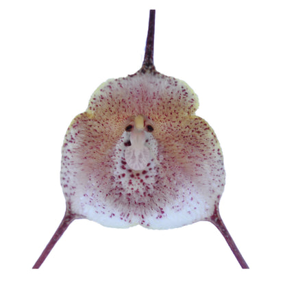 Dracula dalessandroi