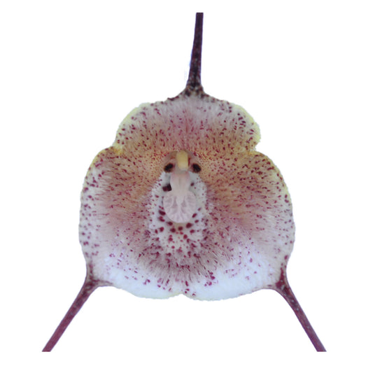 Dracula dalessandroi